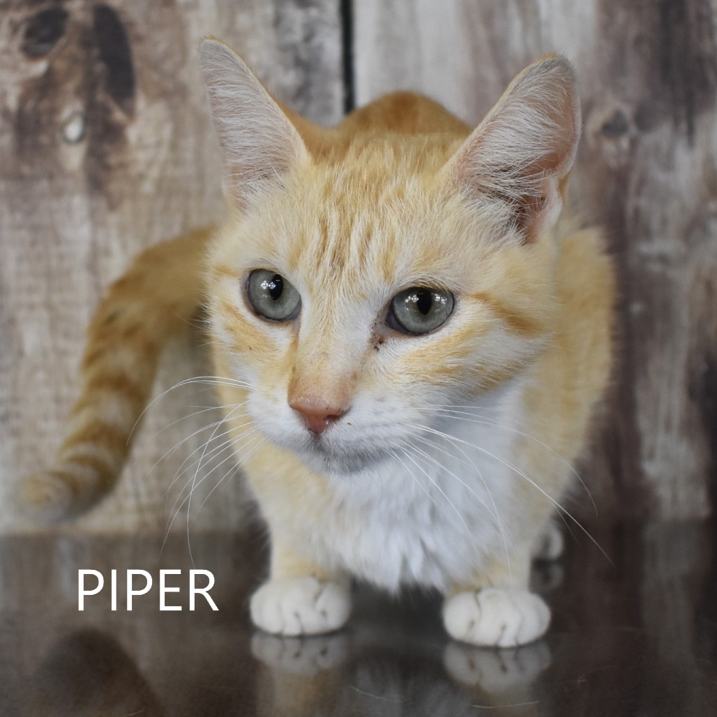 Piper