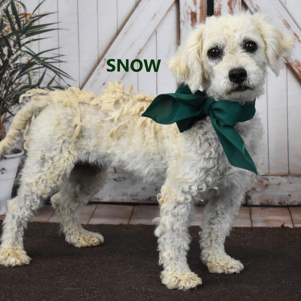Snow