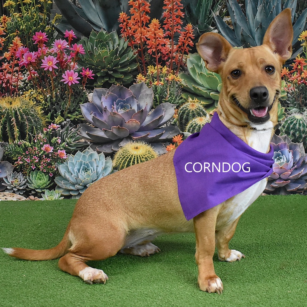 Corndog 