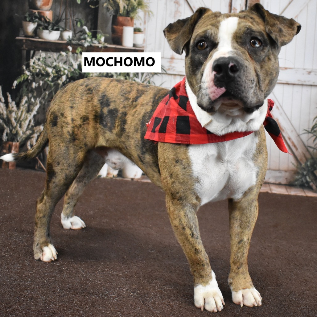 Mochomo