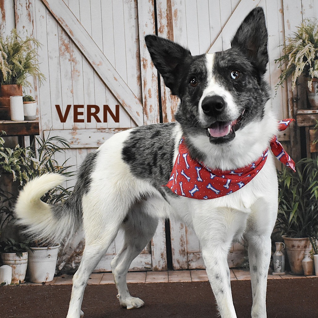 Vern
