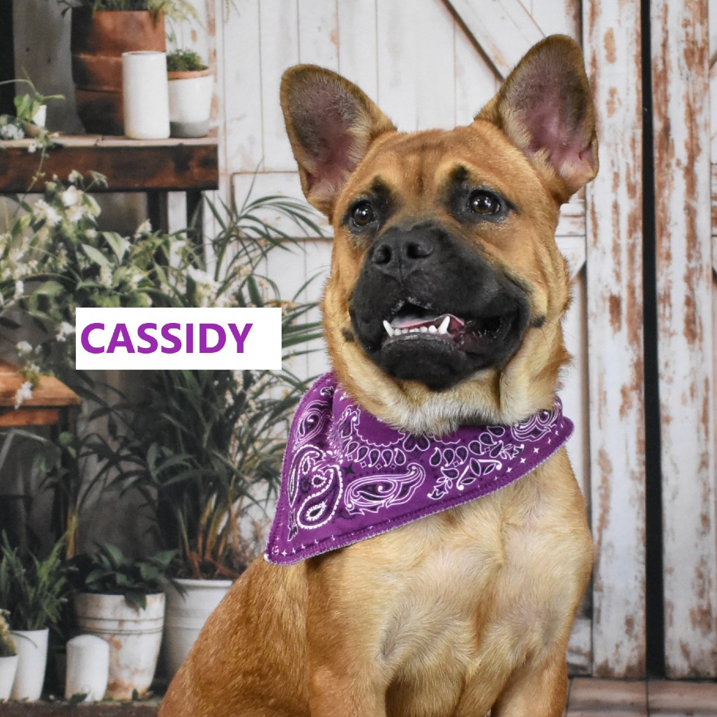 Cassidy