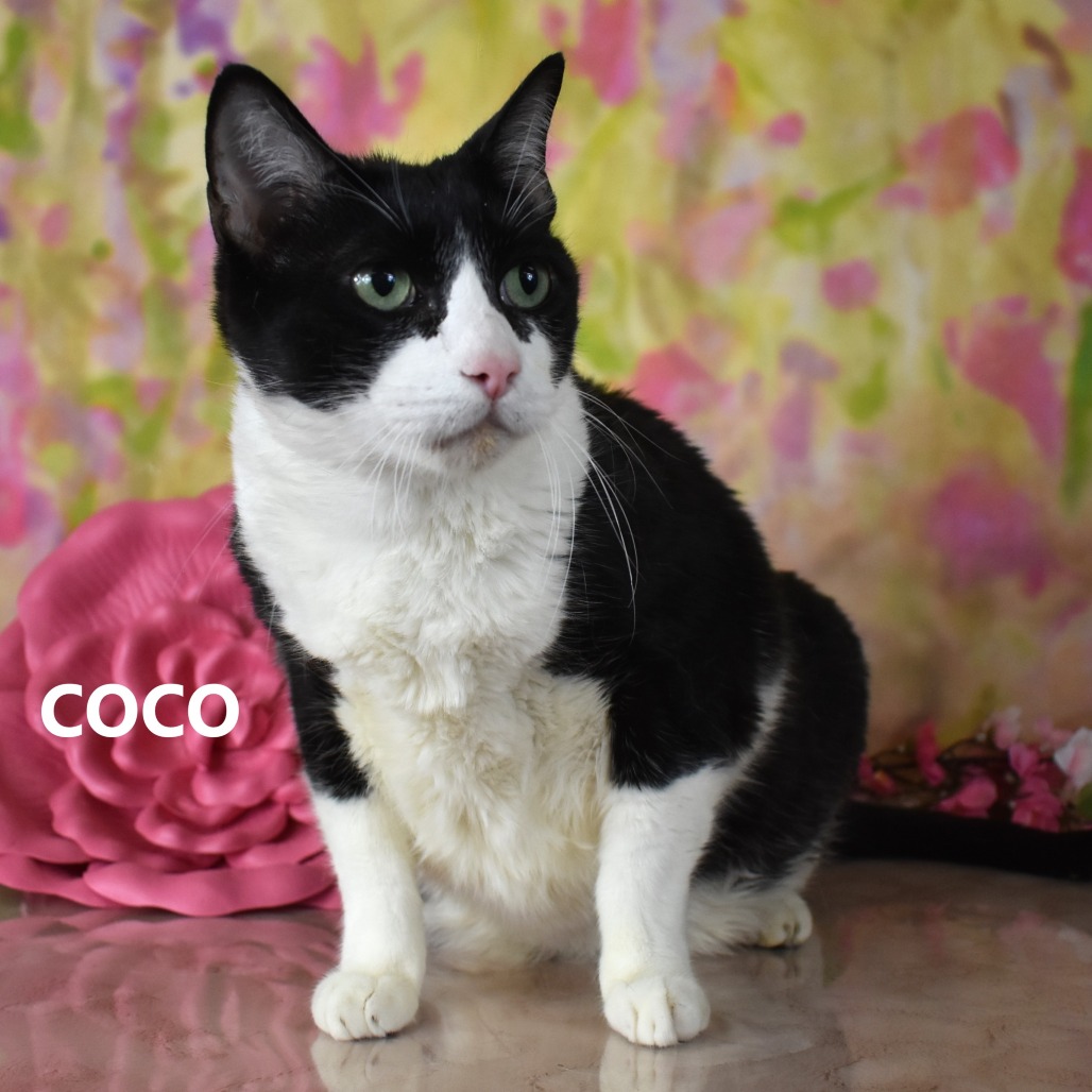 Coco