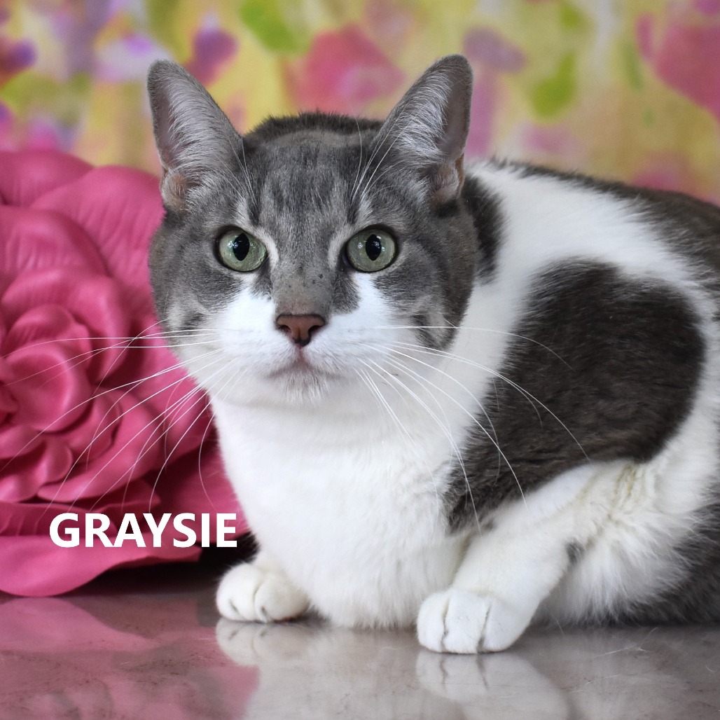 Graysie 