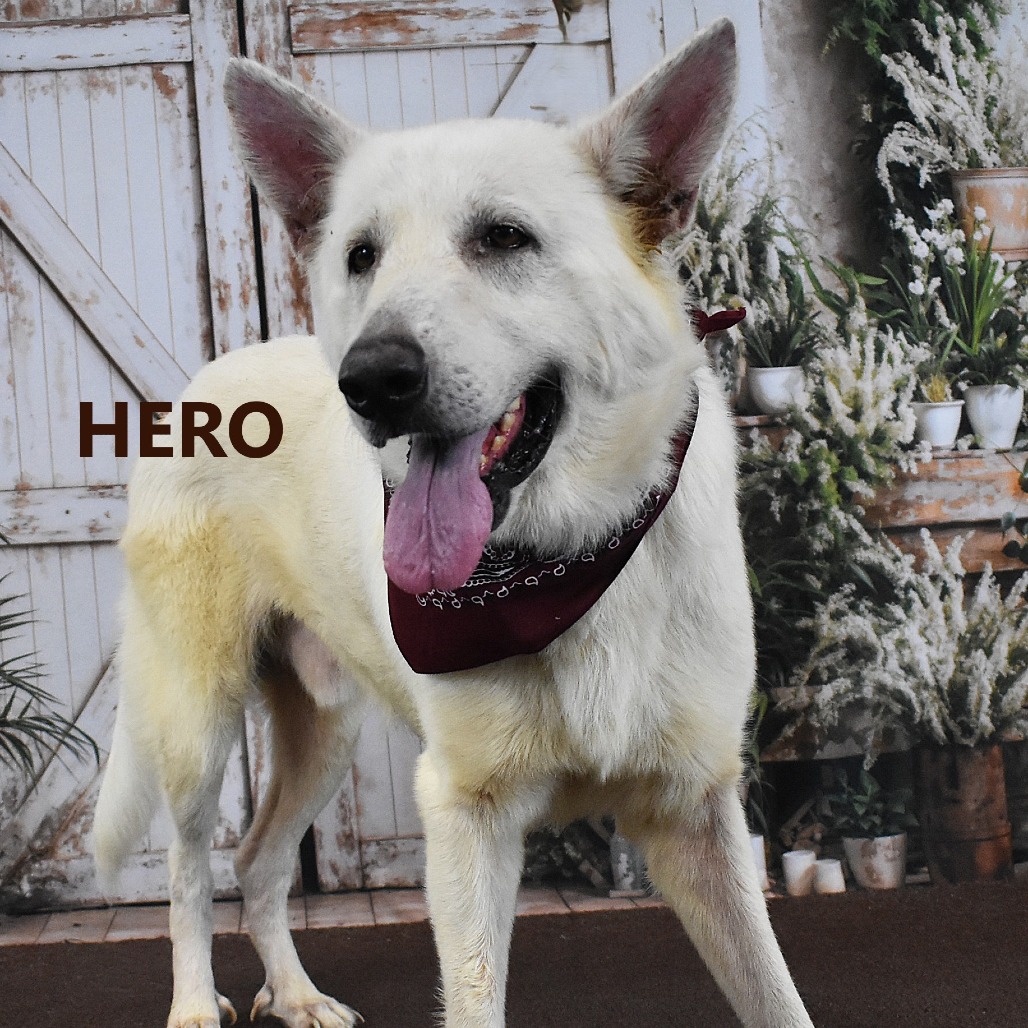 Hero
