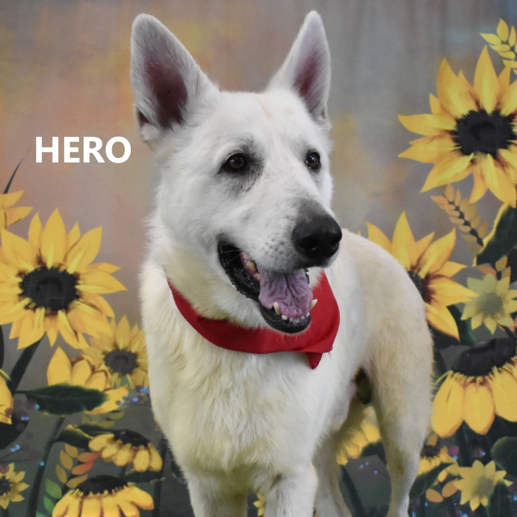 Hero