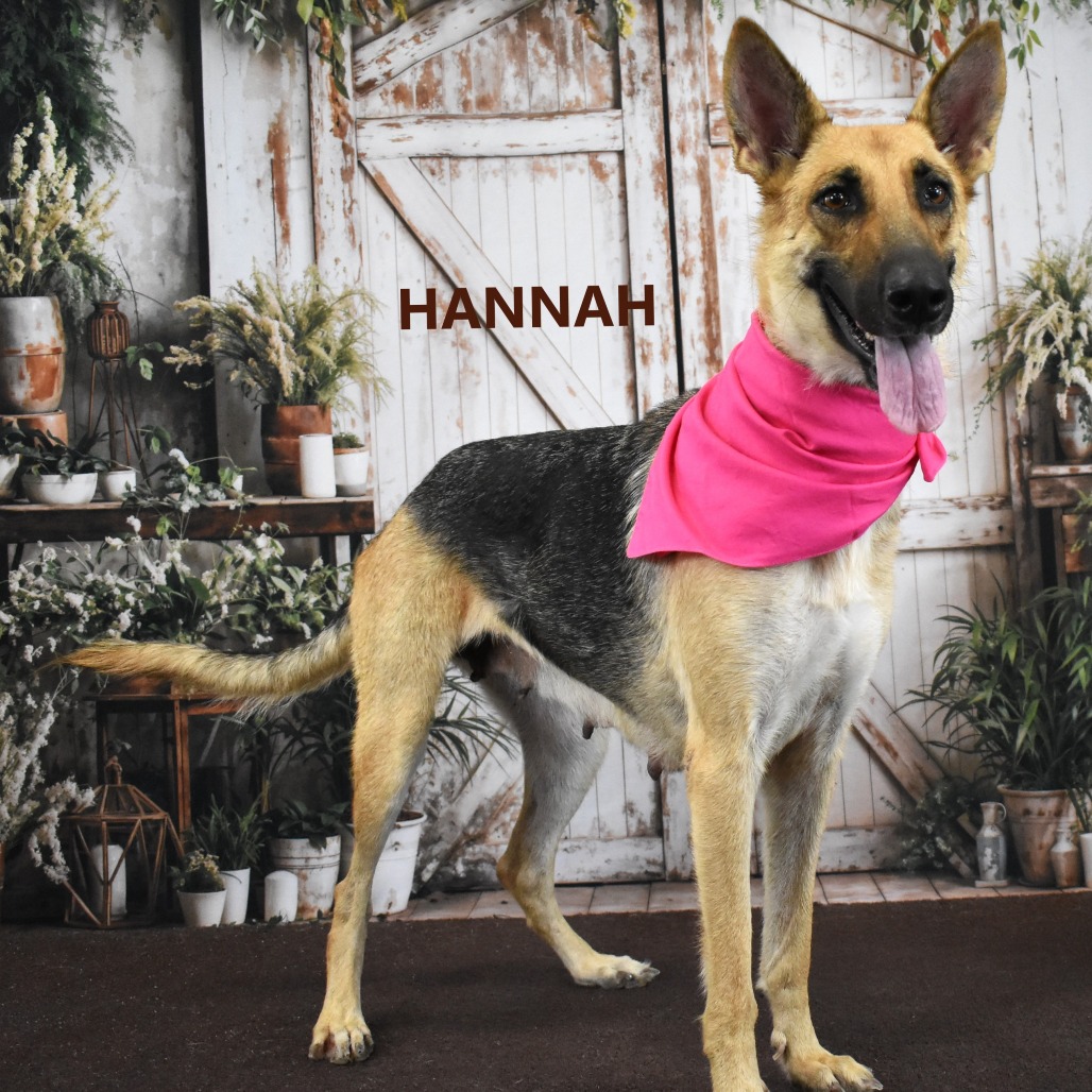 Hannah