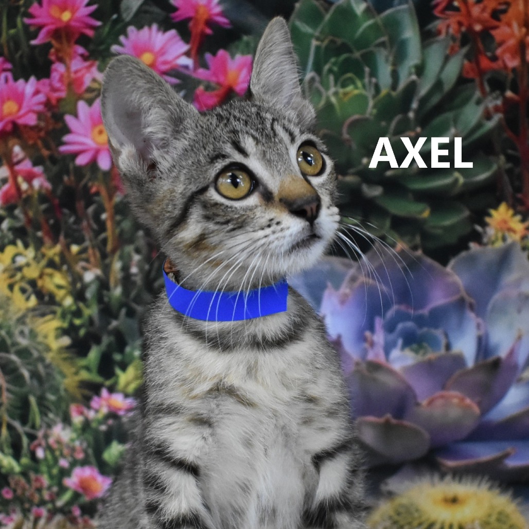 Axel
