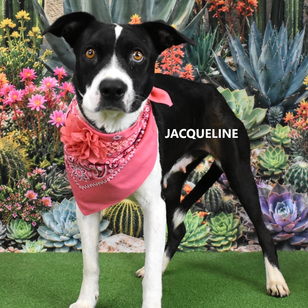 Jacqueline