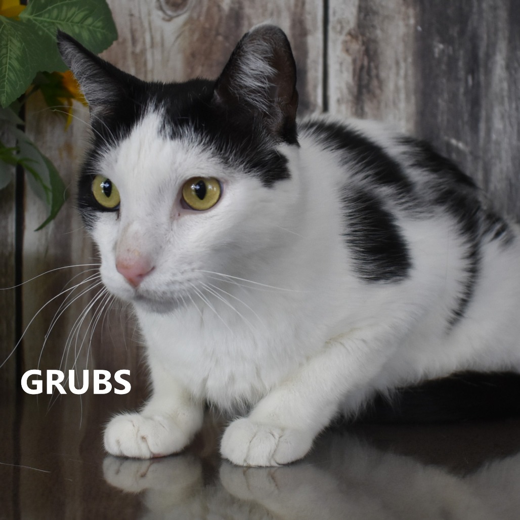 Grubs