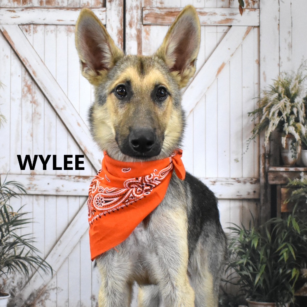 WyLee 