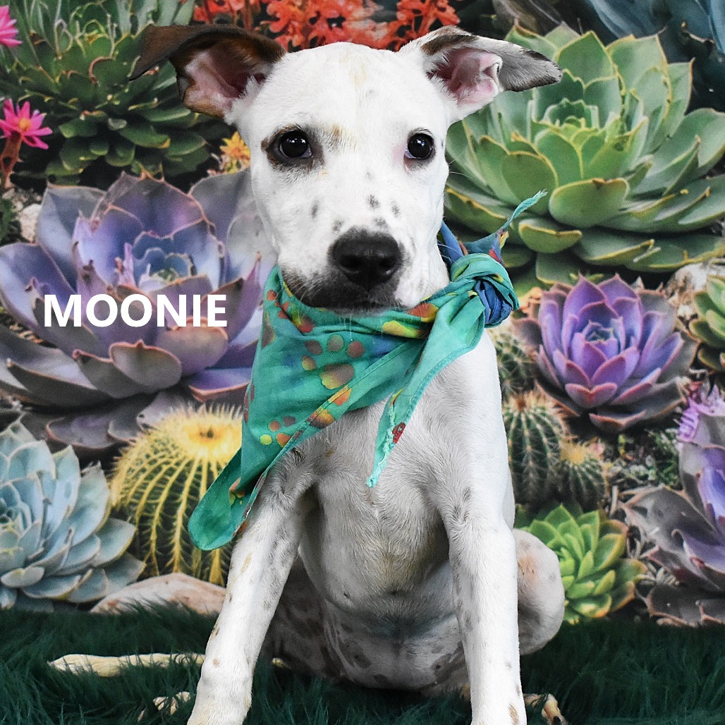 Moonie