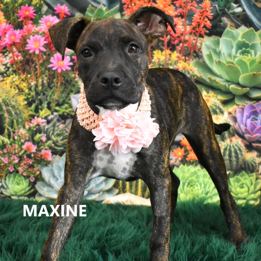Maxine