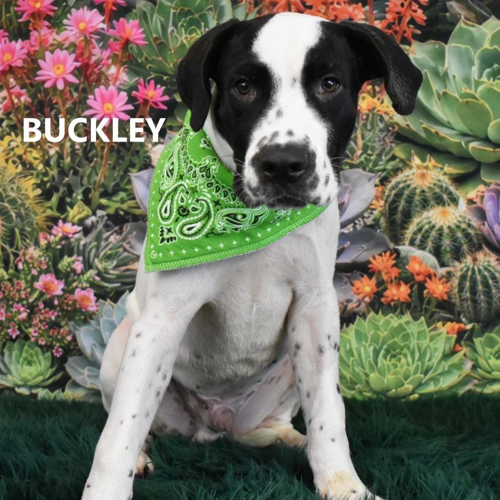 Buckley