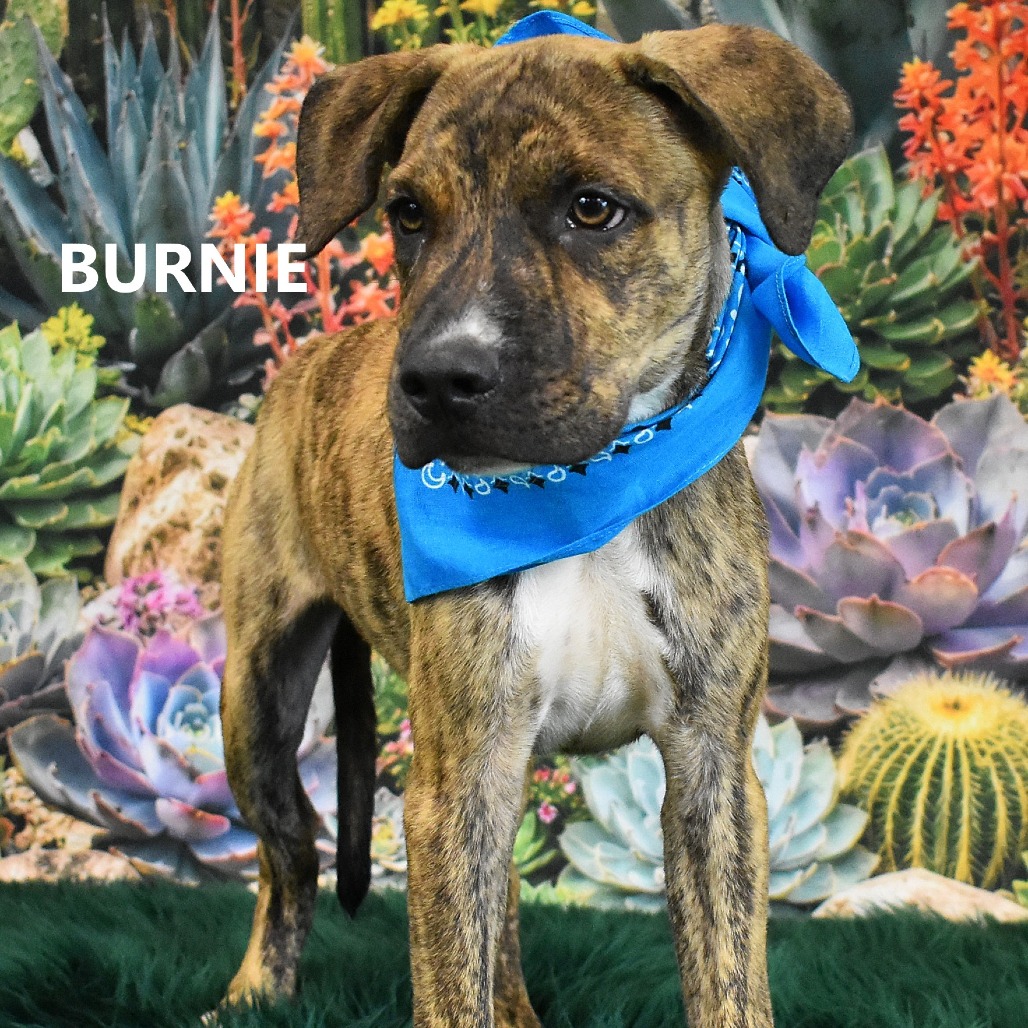 Burnie