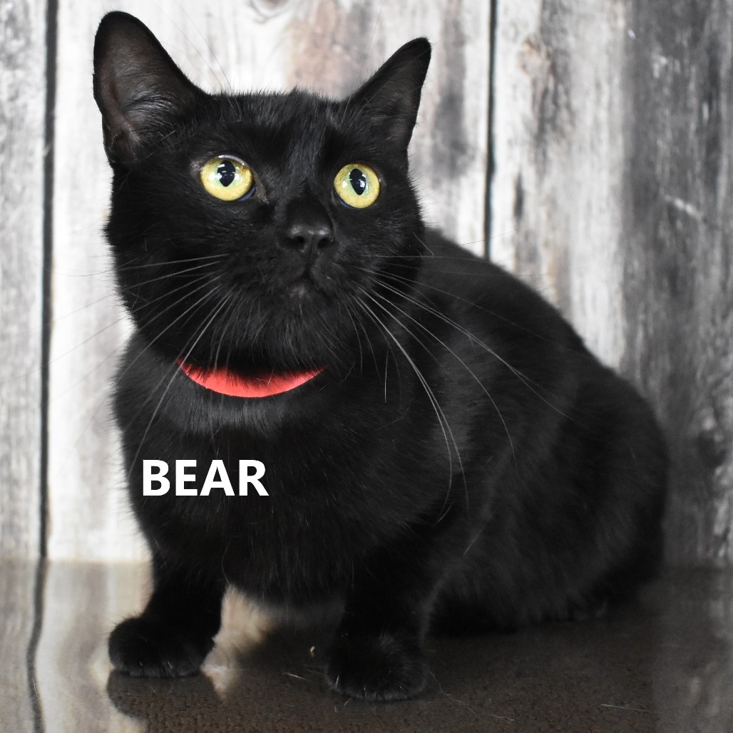 Bear