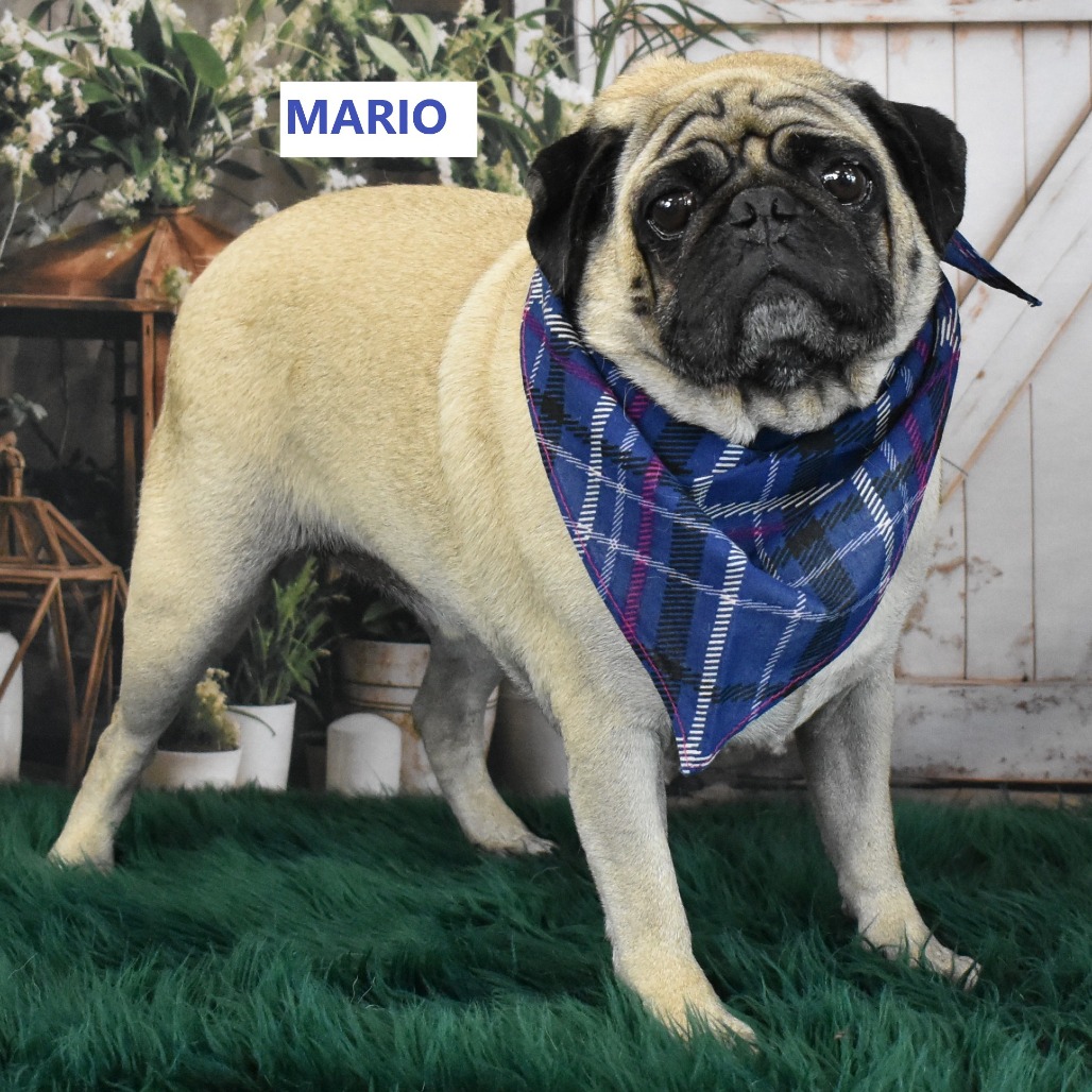 Mario 