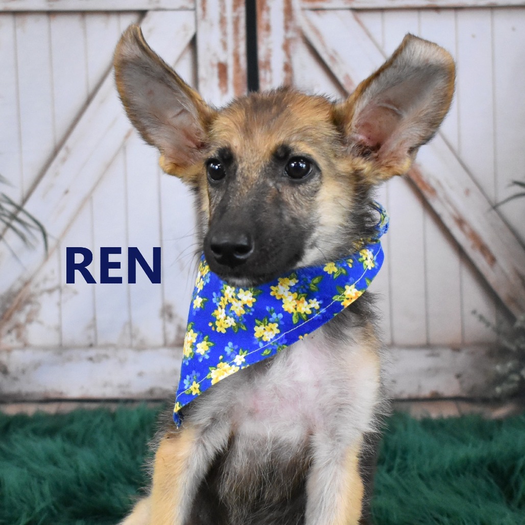 Ren