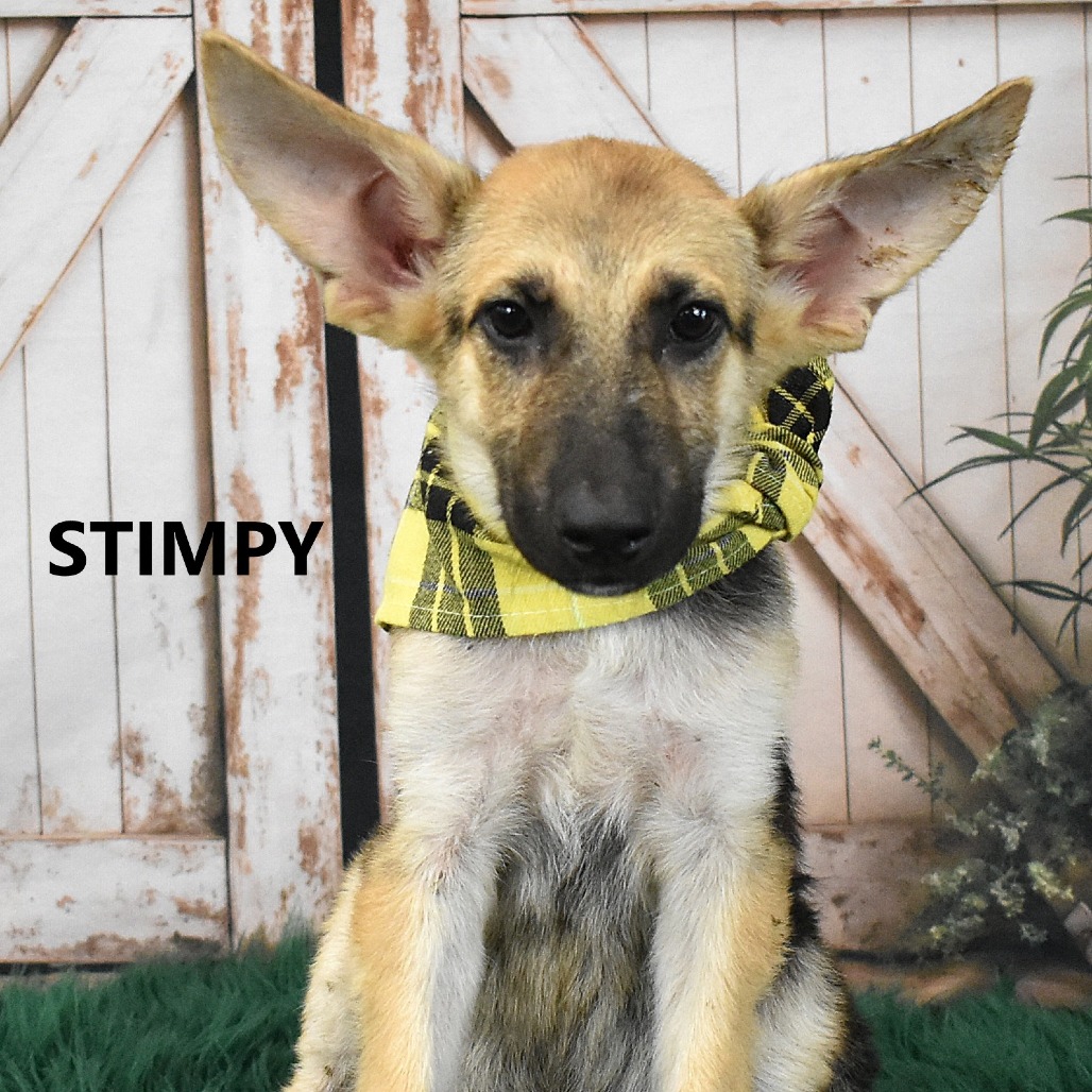 Stimpy