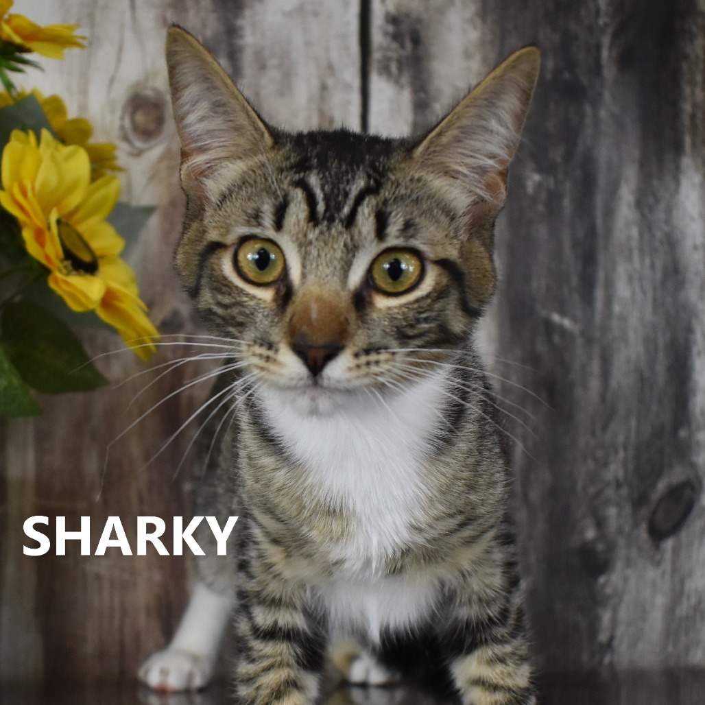 Sharky