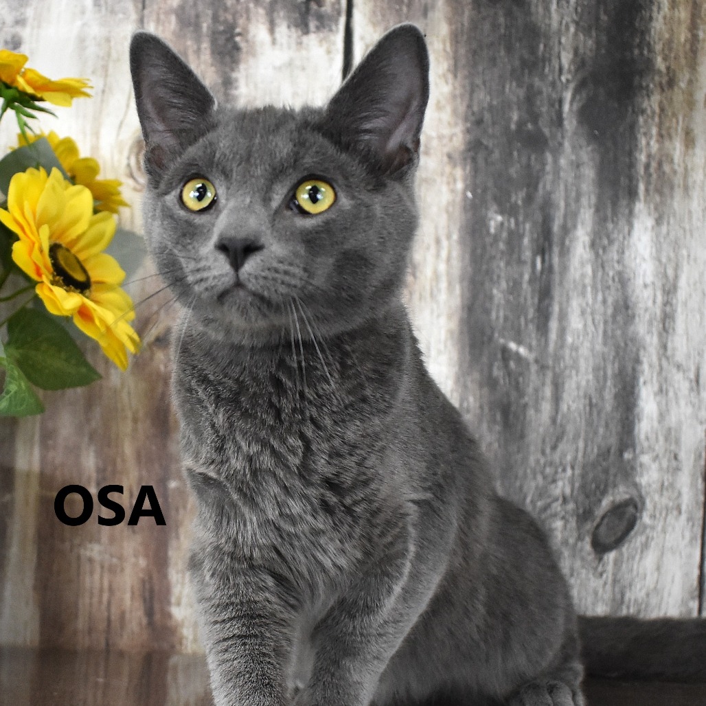 Osa 