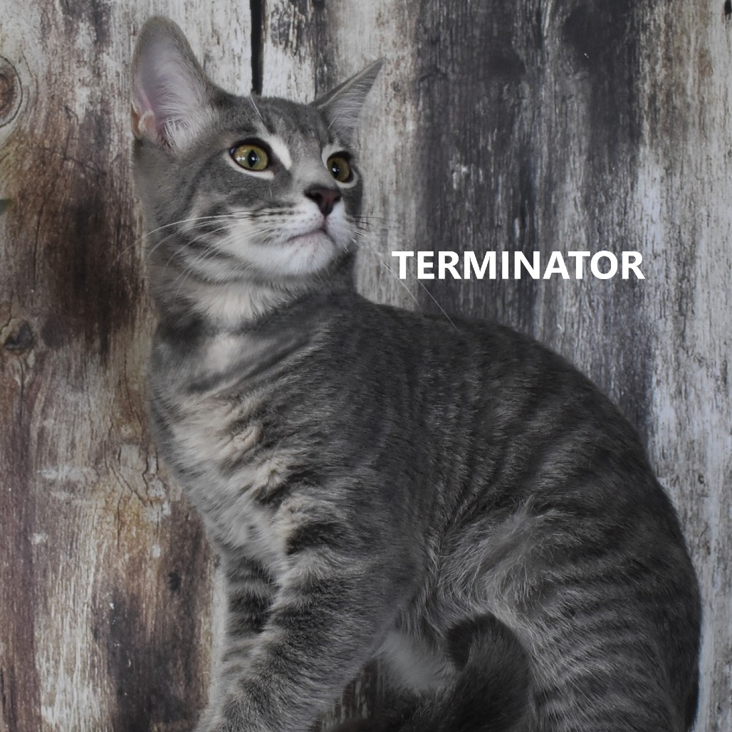 Terminator
