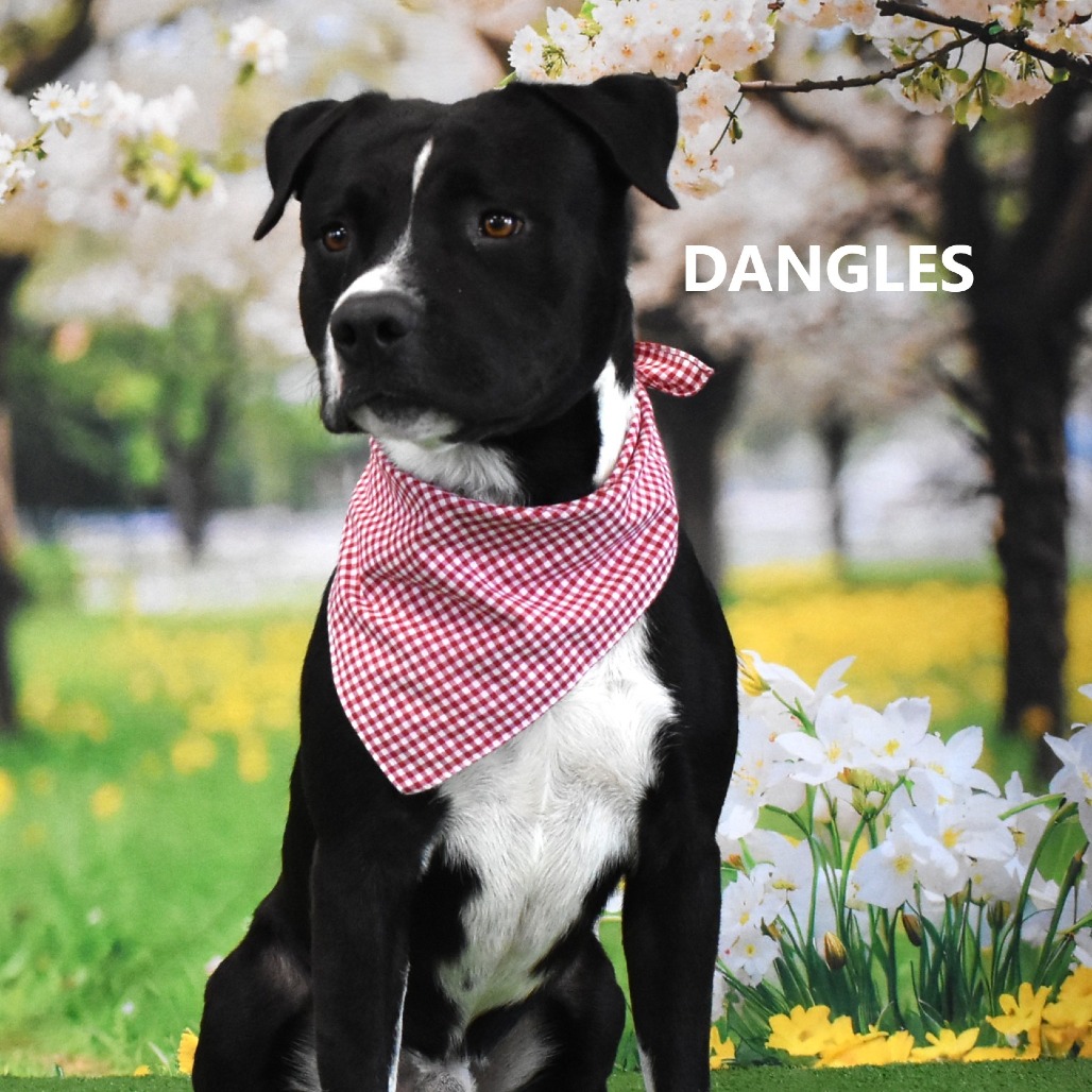 Dangles