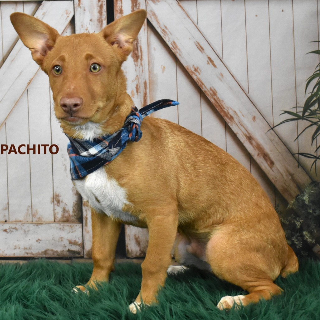 Pachito
