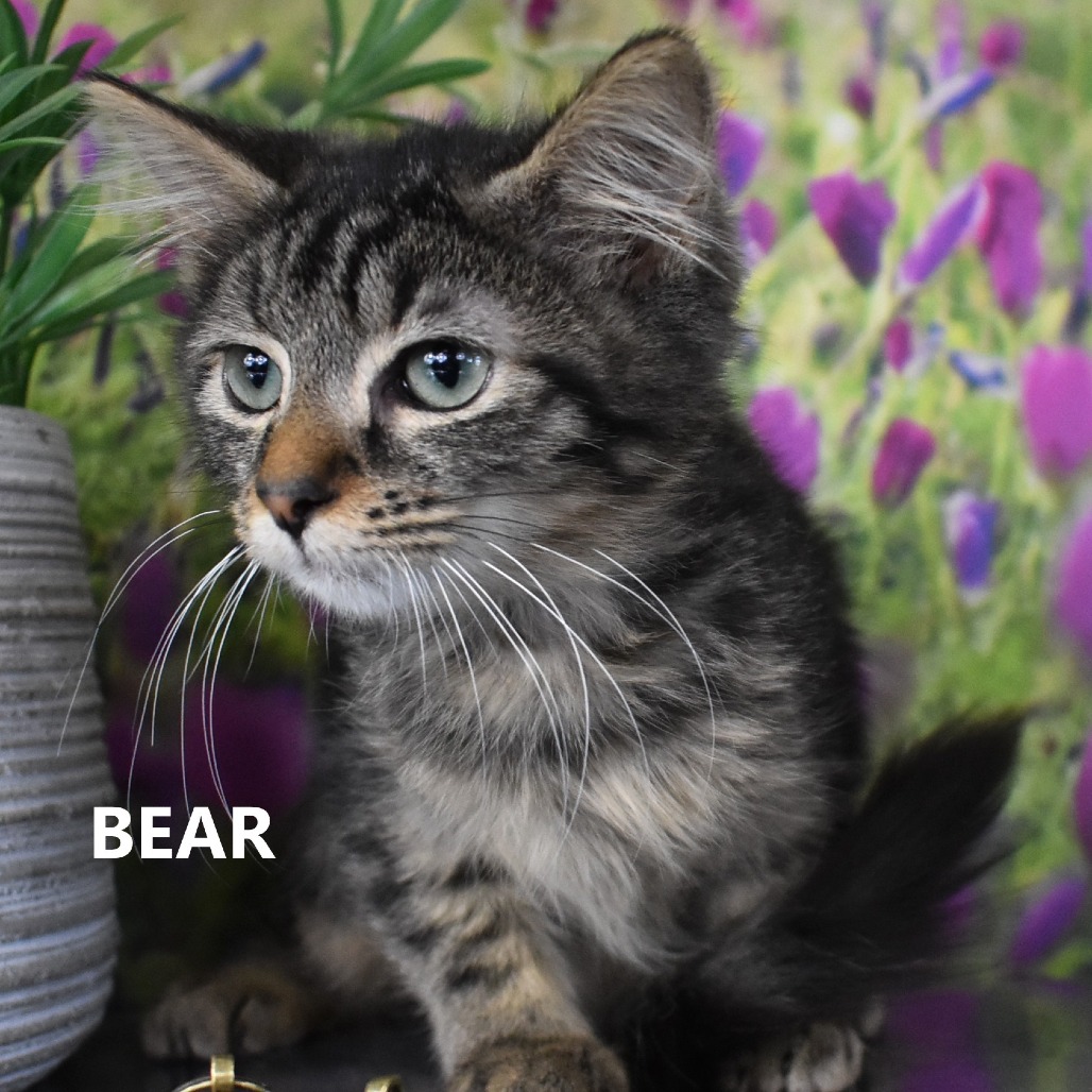 Bear