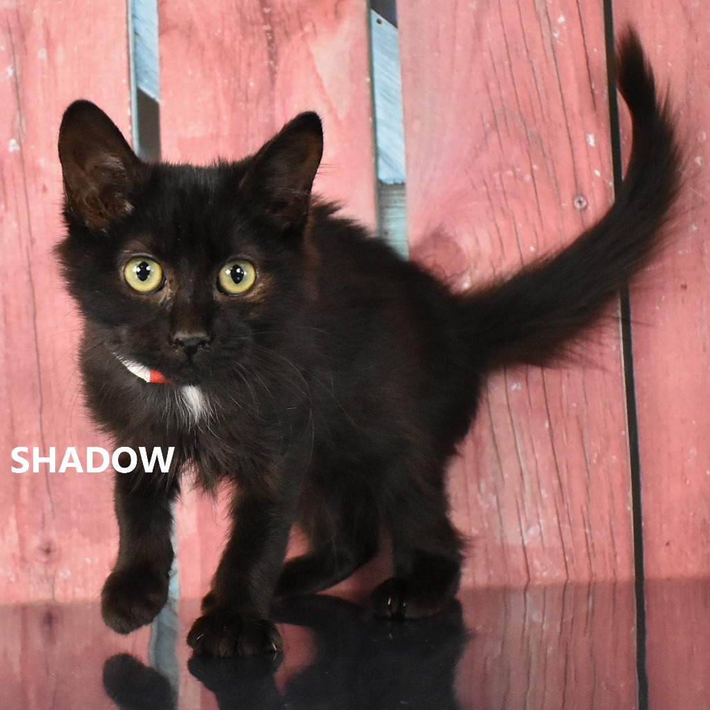 Shadow