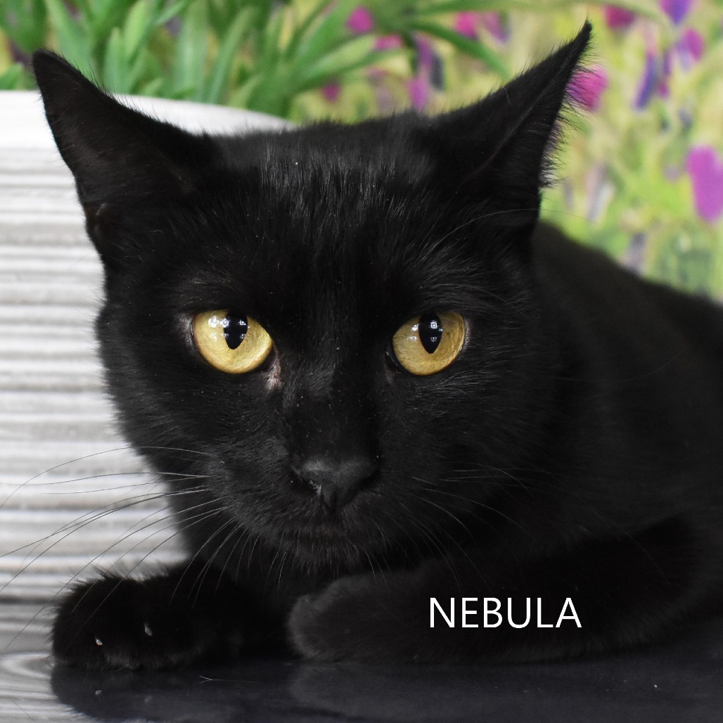 Nebula