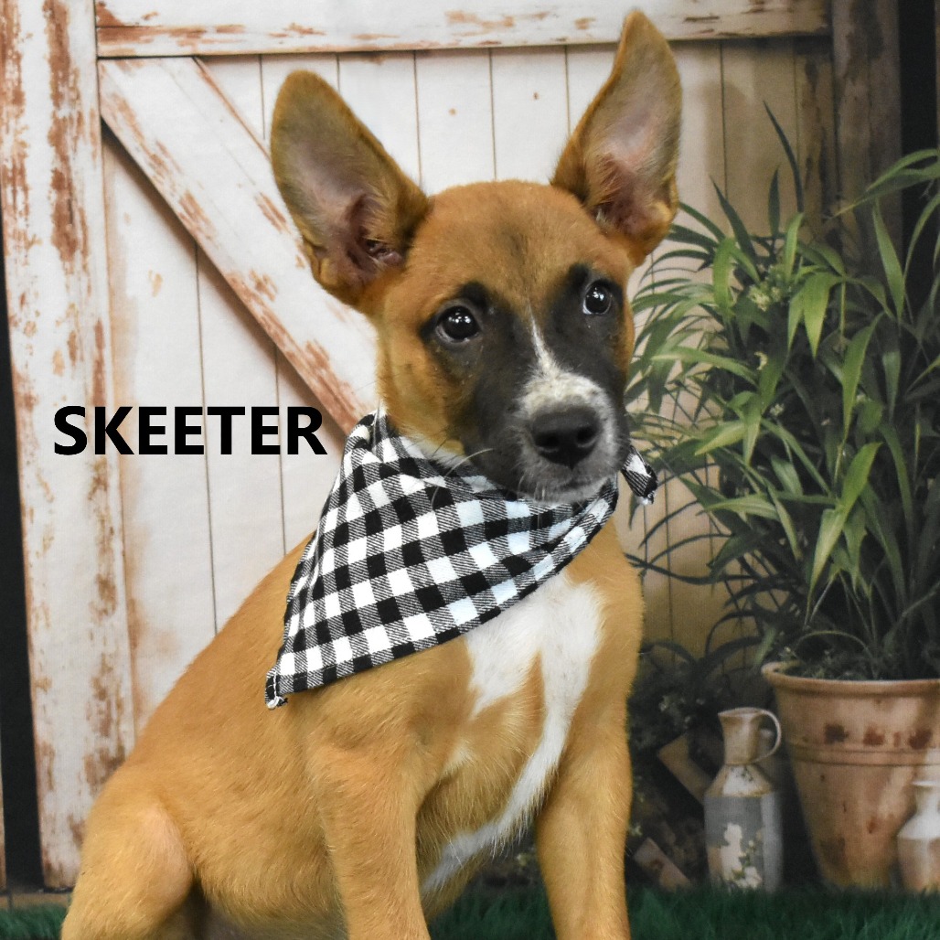 Skeeter