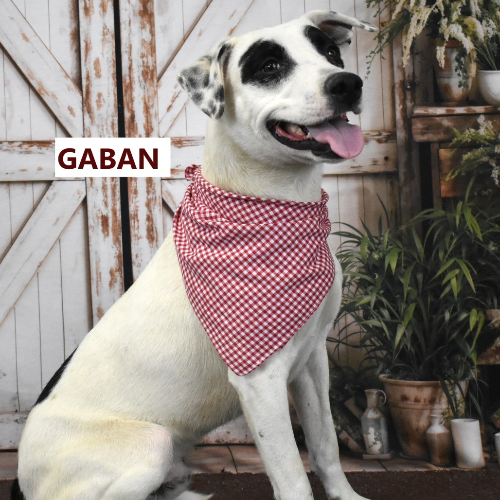 Gaban