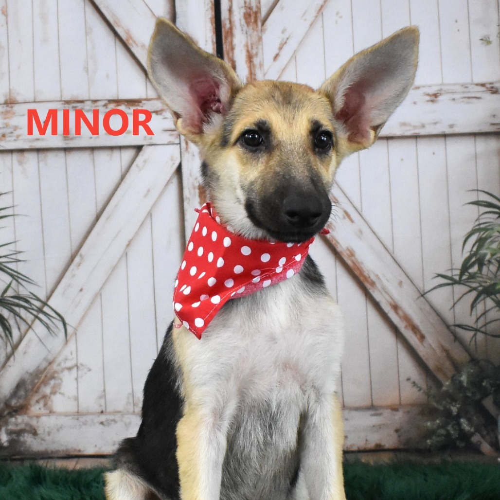 Minor