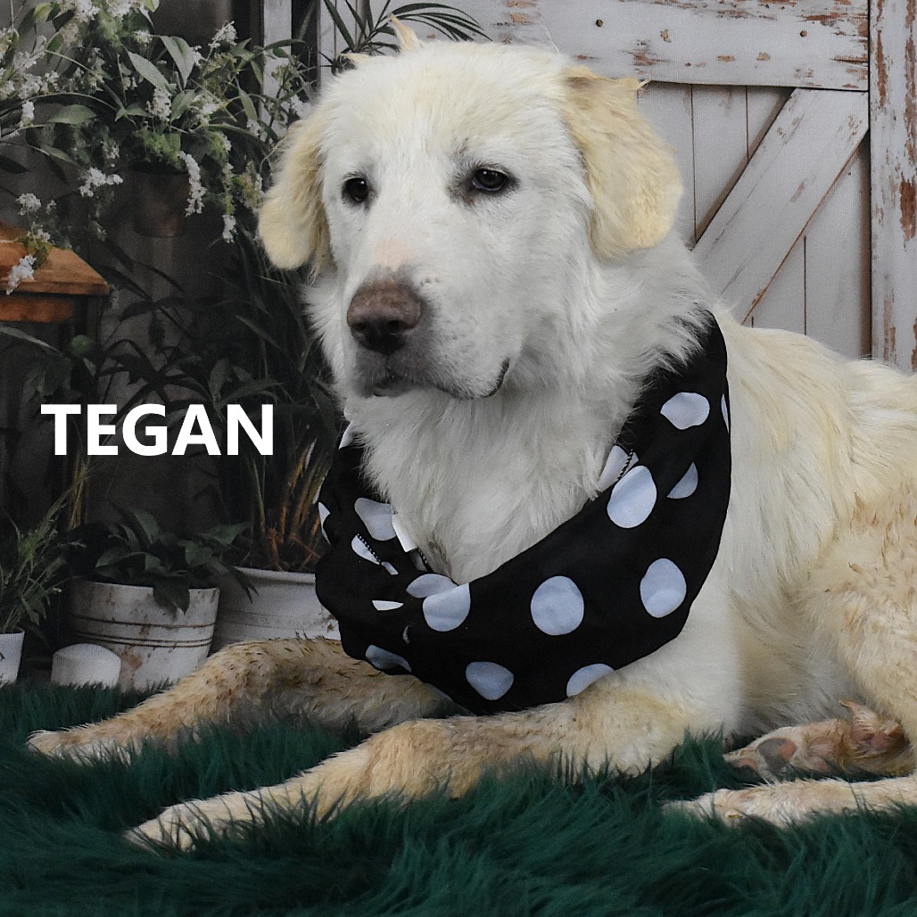 Tegan