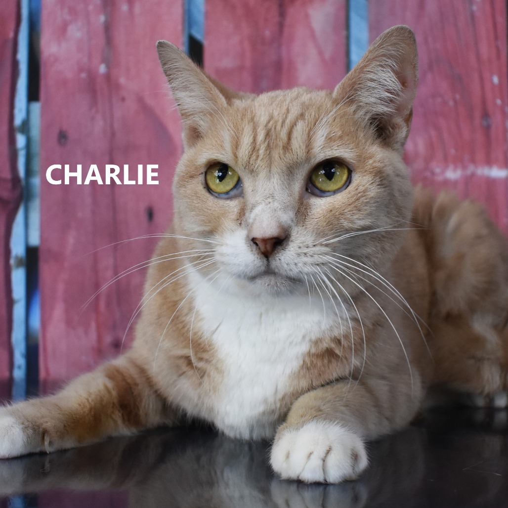 Charlie