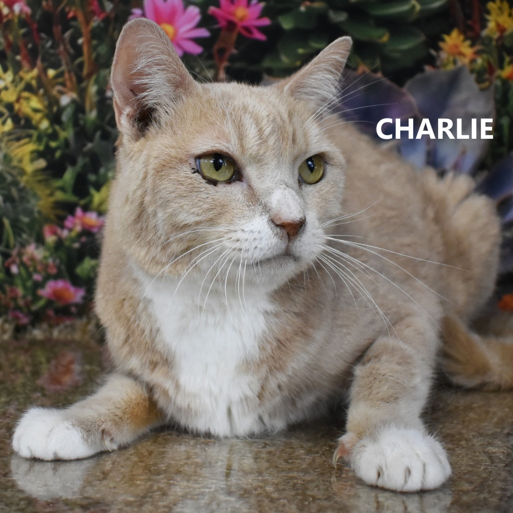 Charlie