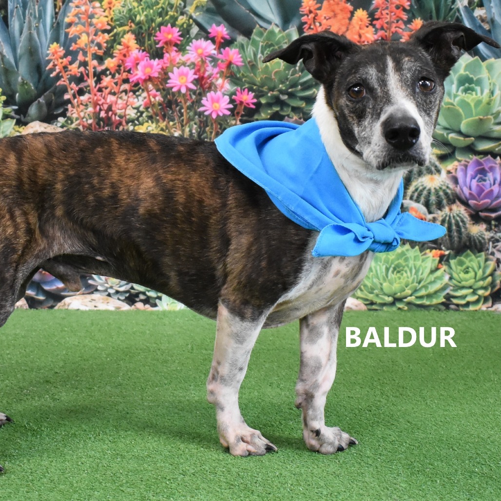 Baldur 