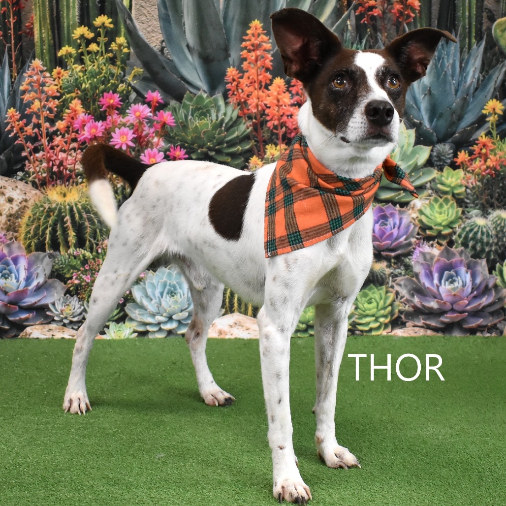 Thor