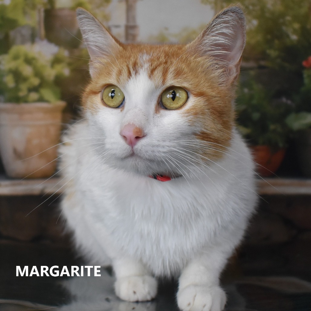 Margarita