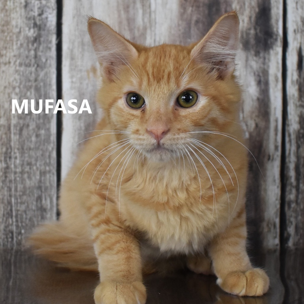 MUFASA