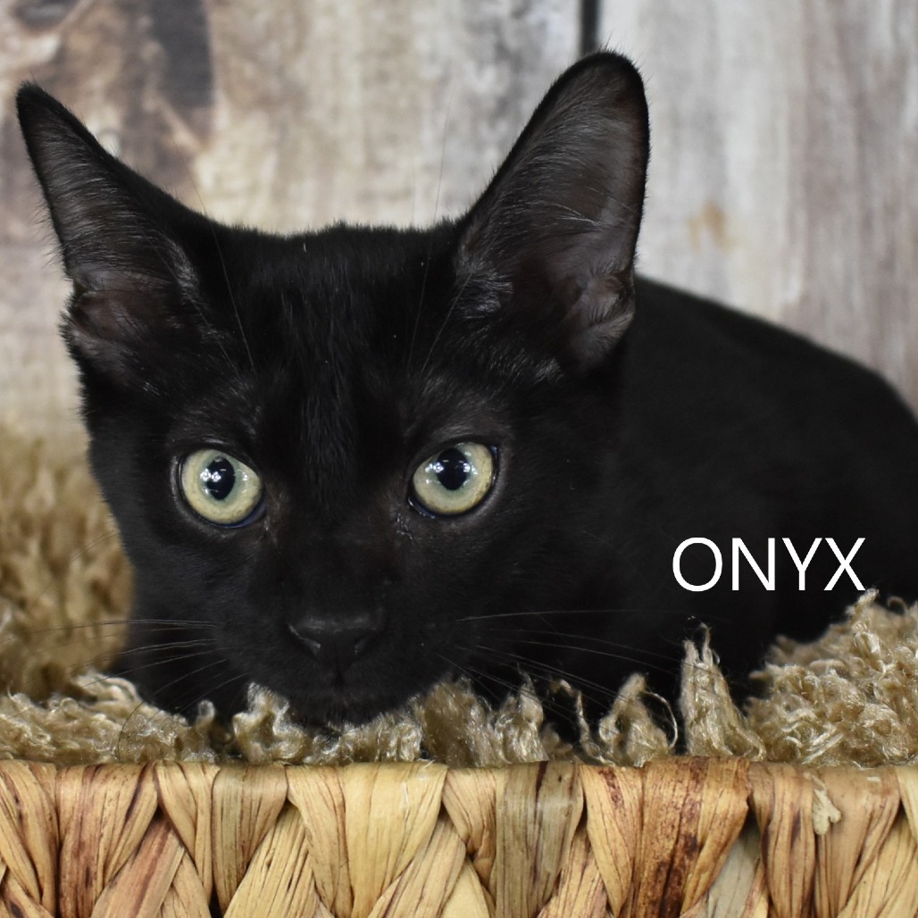 ONYX