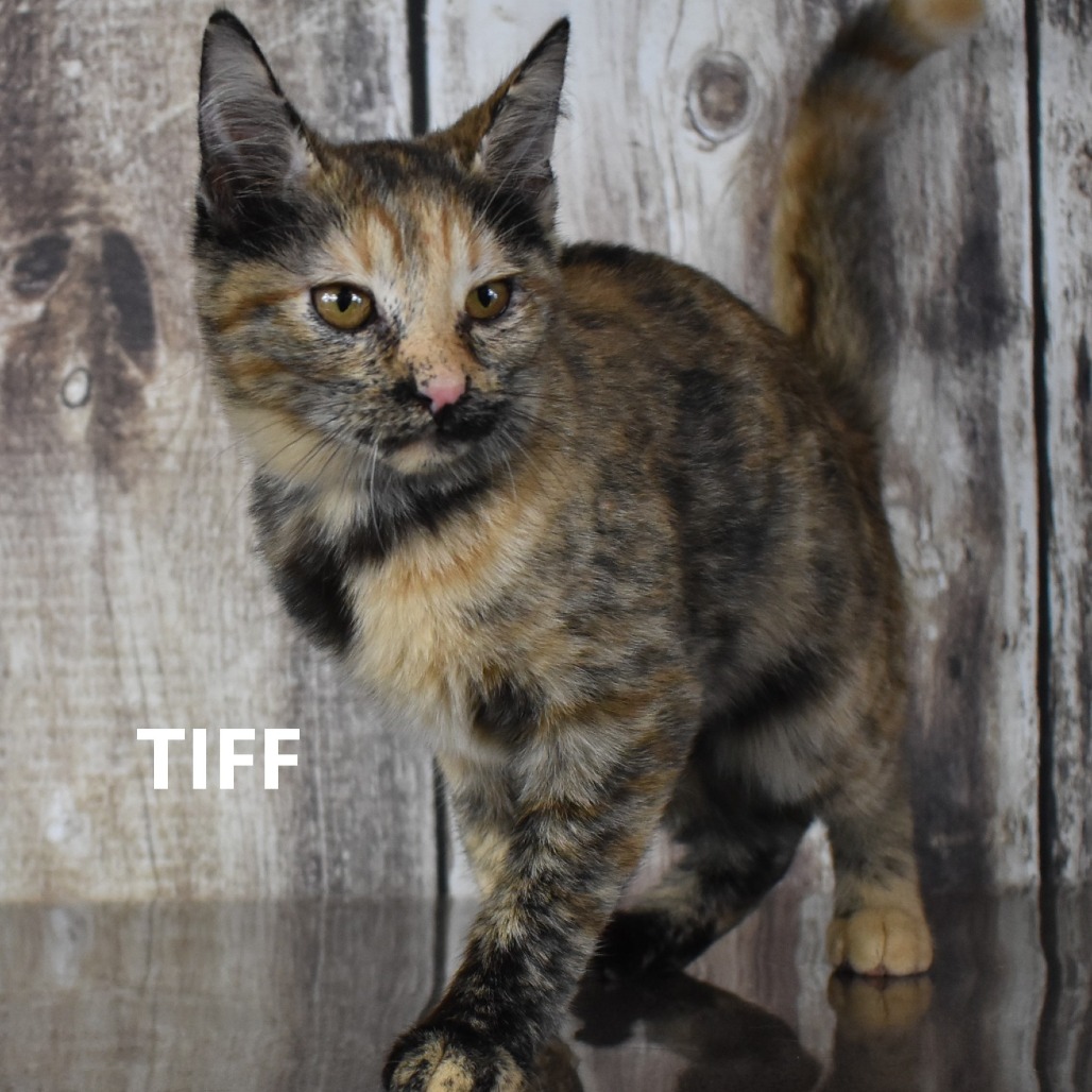 TIFF