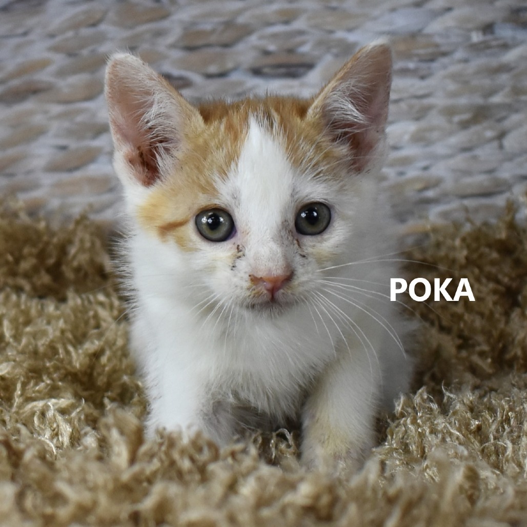 Poka