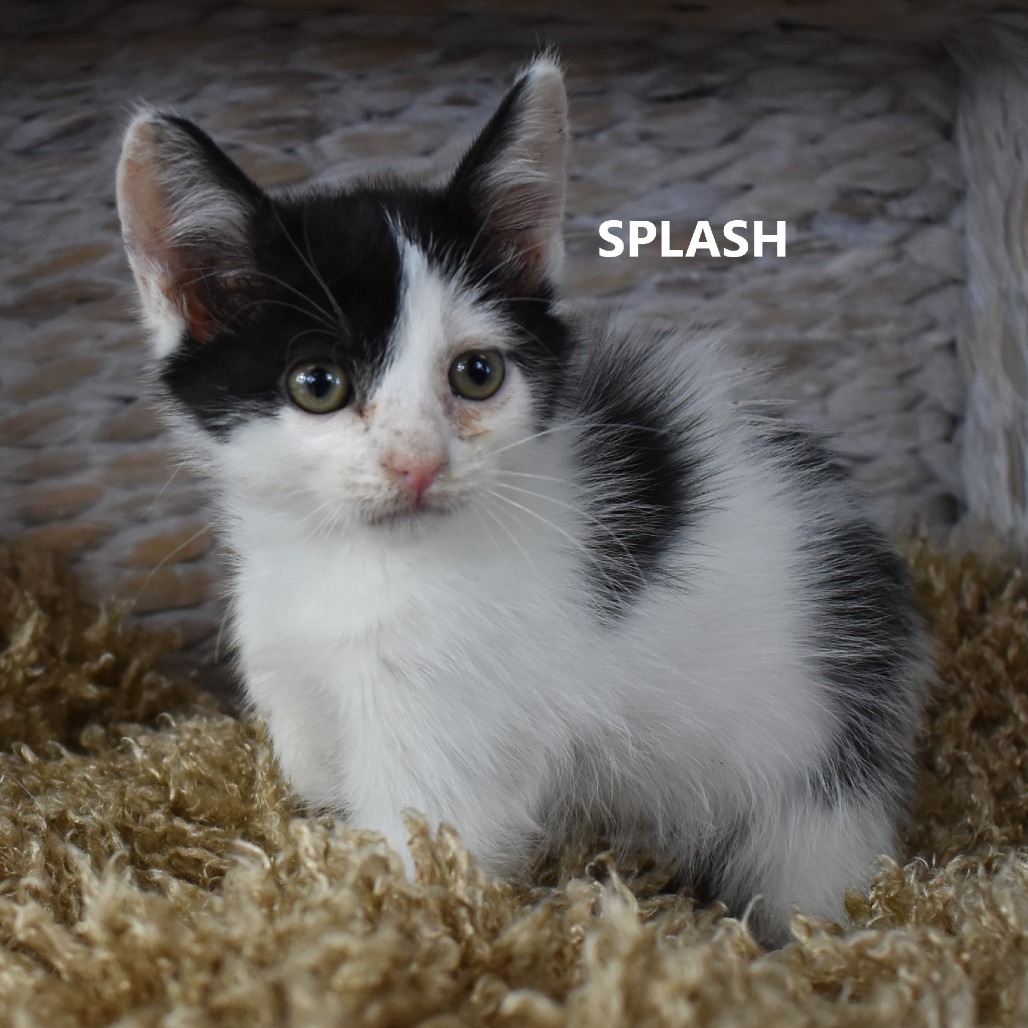 Splash