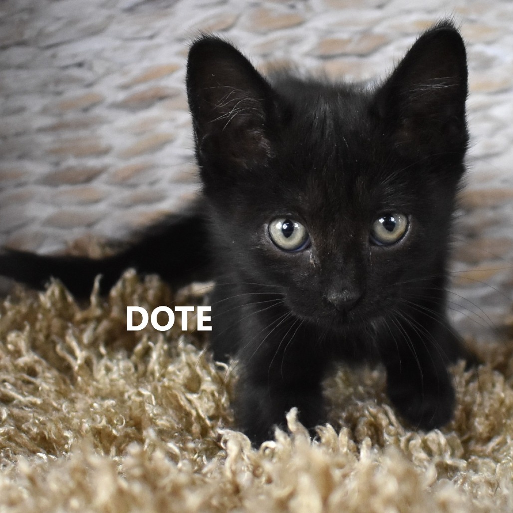 Dot