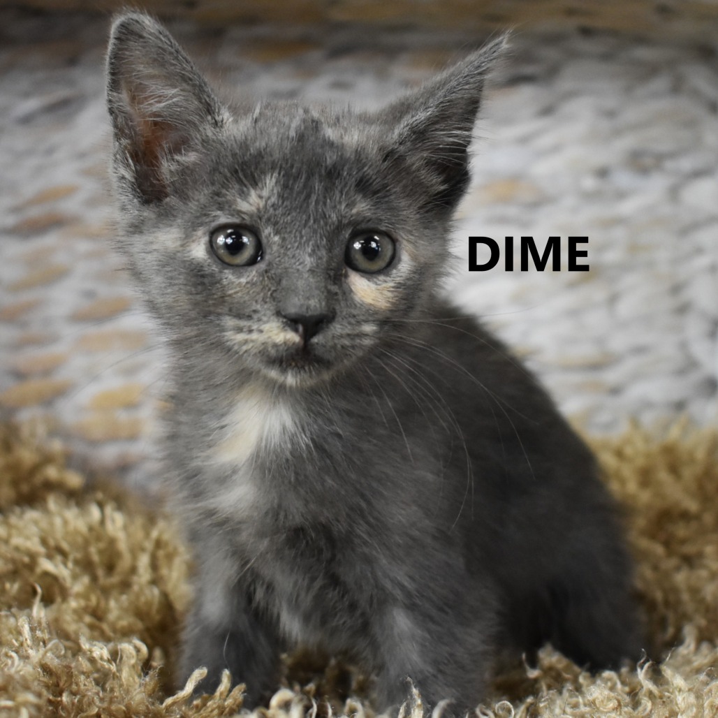 Dime