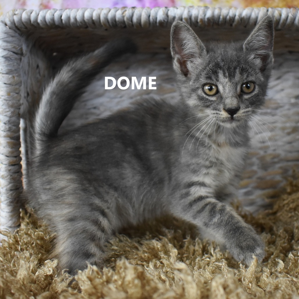 Dome