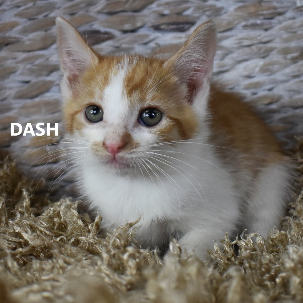 Dash
