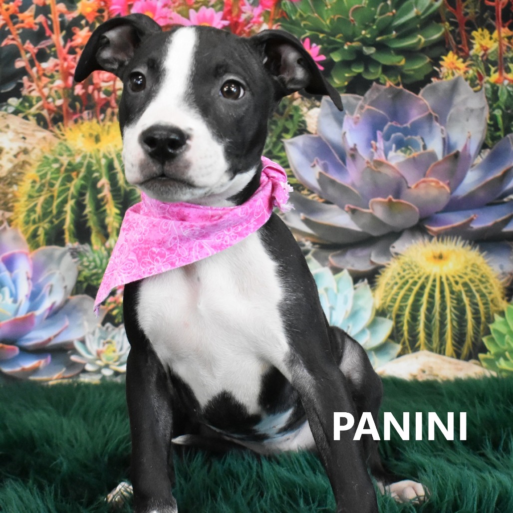Panini